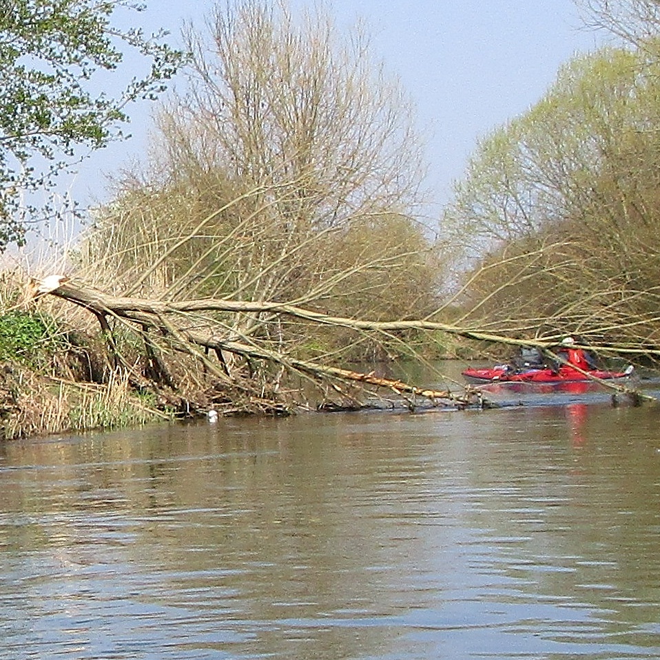 Biberspuren auf der Leine bei Sudheim